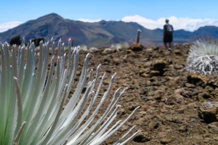 The Silversword, native to Haleakala Crater