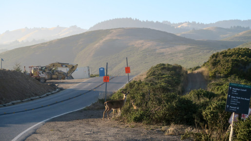 A doe crossing an empty road