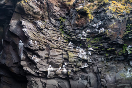 Seagull nests, sheltered under Adam's Rock